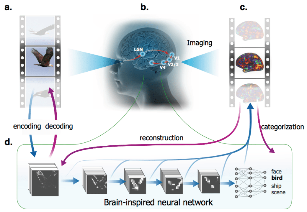 Deep convolutional networks explain substantial variance in fMRI responses during movie&nbsp;viewing