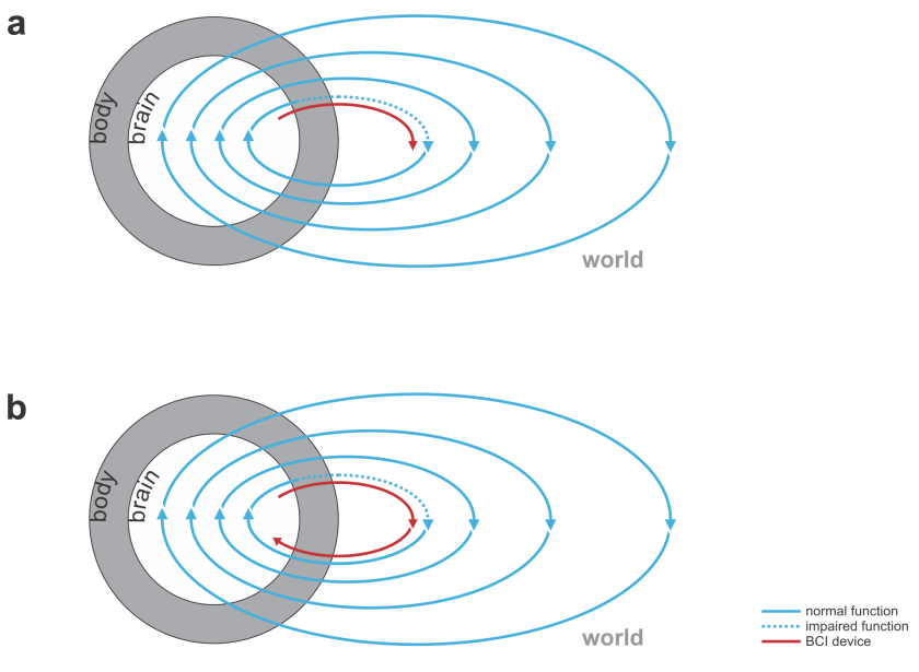 uni- and bidirectional motor bci